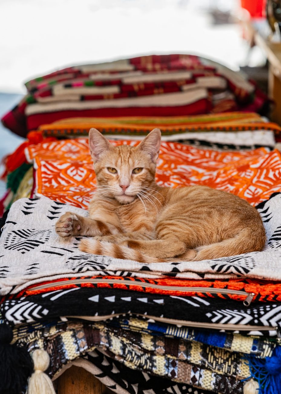 Cat resting on vibrant Moroccan textiles in Marrakech souk