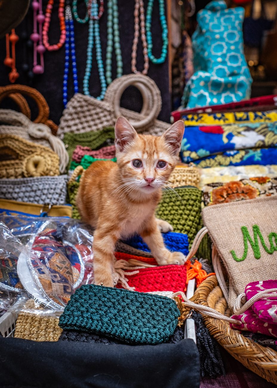 Market stalls in Marrakesh with a cute kitty — how to haggle in Marrakesh souks.