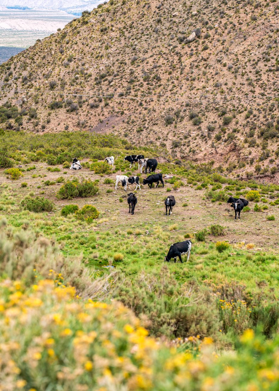 Spotting cows near Hornocal, a hidden gem in northern Jujuy
