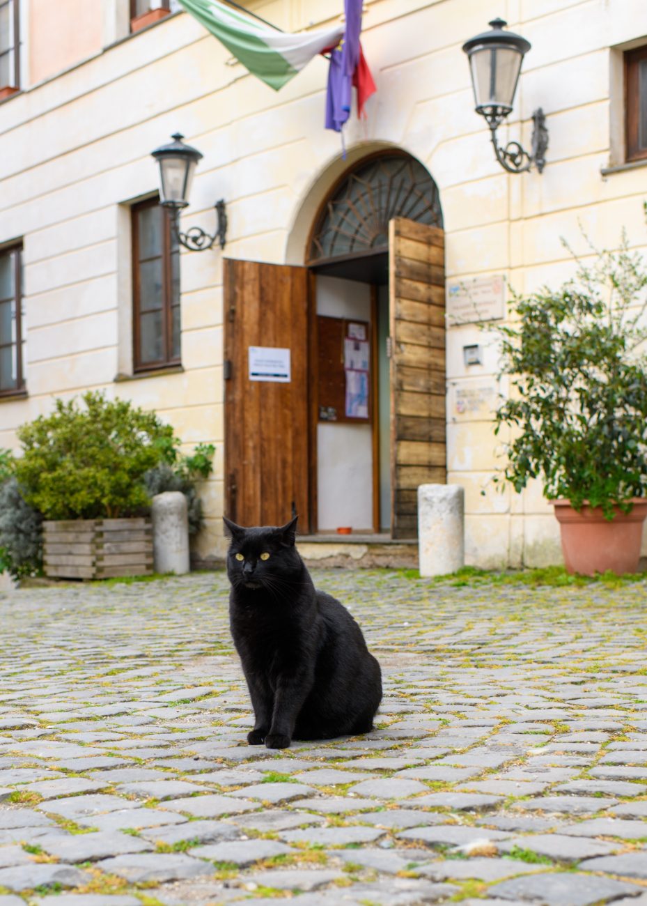 Local cats in Calcata Vecchia medieval village streets in Italy