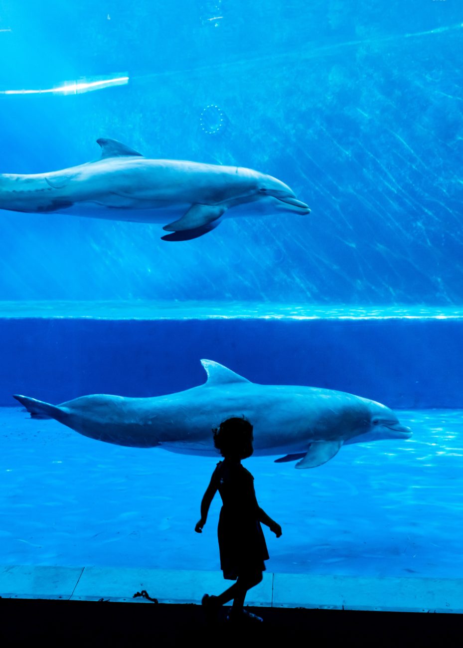 Aquarium of Genoa