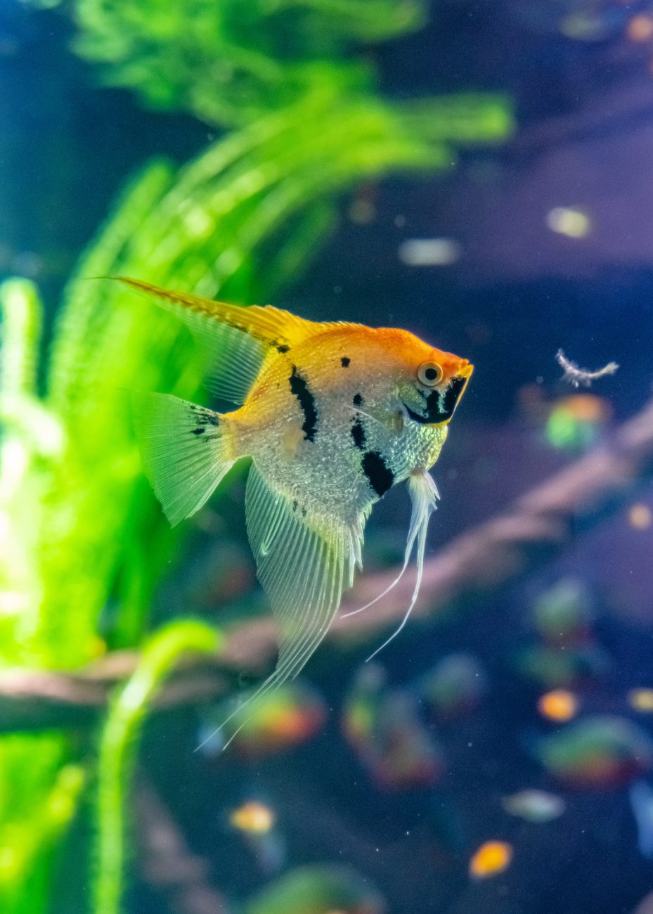 Aquarium of Genoa