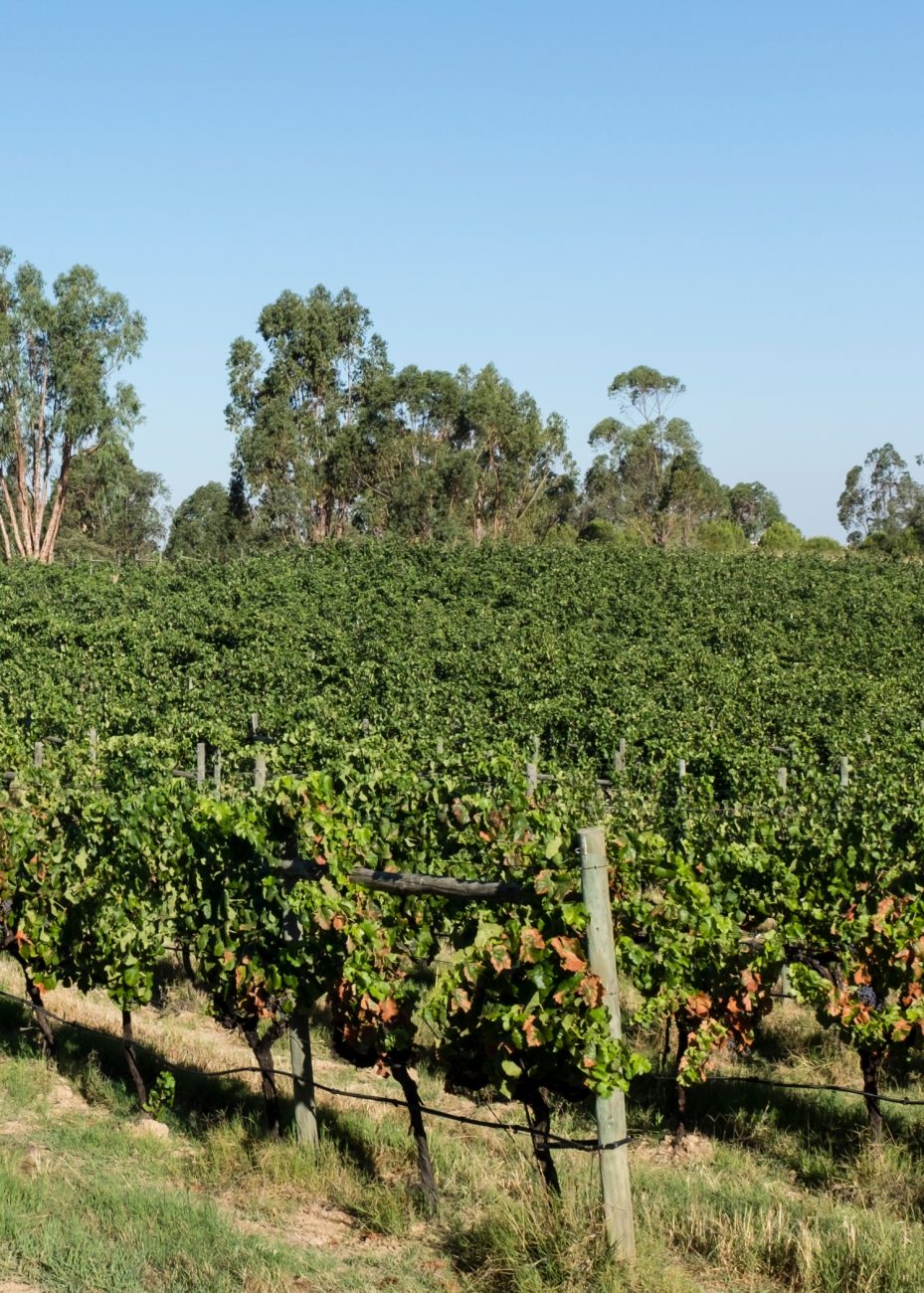 Cartuxa winery in Evora, Portugal
